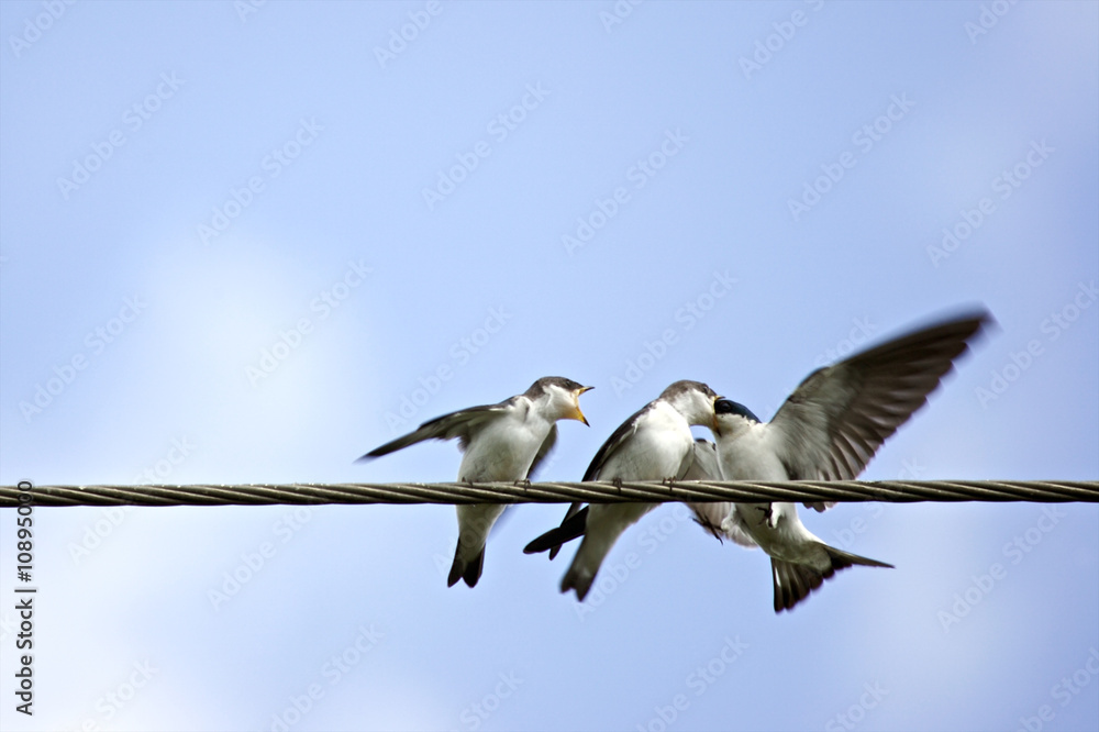 Couple of young swallows perched on wire get food from mother Couple of young swallows perched on wire get food from mother