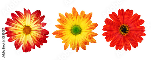 Three perfect daisies isolated on white with clipping path