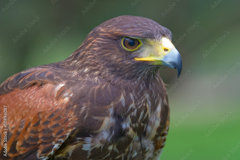 Halcón de Harris (Parabuteo unicintus) Halcón de Harris (Parabuteo unicintus)