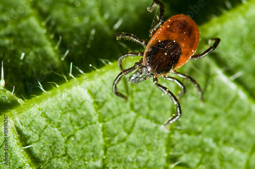 Tick on leaf. Ixodes ricinus.