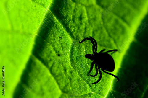 Tick on leaf. Ixodes ricinus. photo