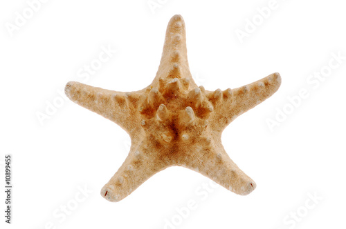 Close-up of starfish isolated on white background