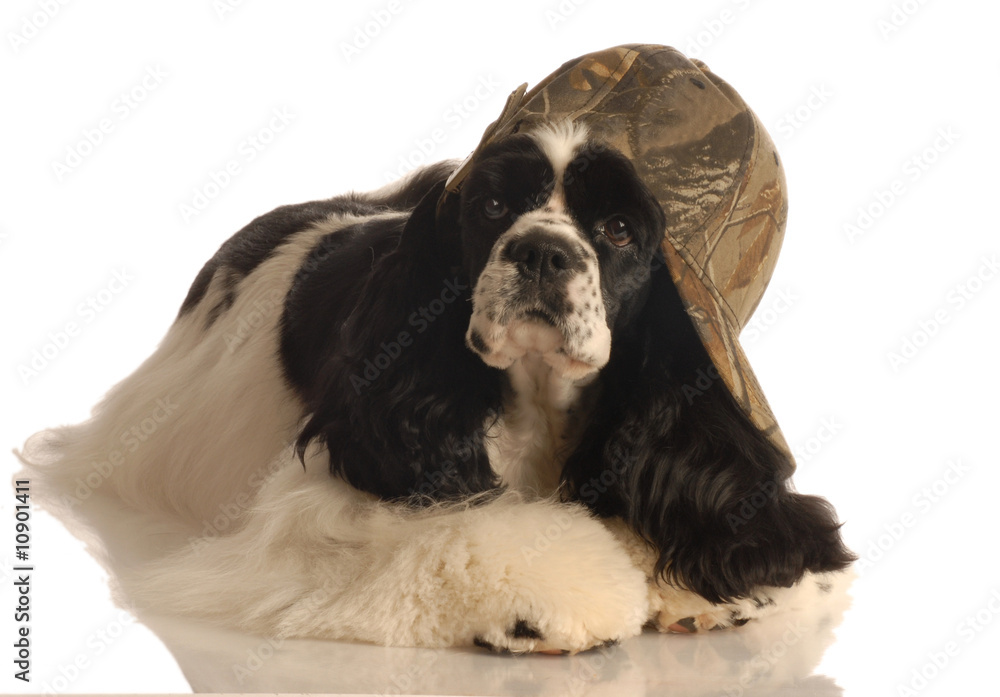 american cocker spaniel with camouflage ball cap american cocker spaniel with camouflage ball cap