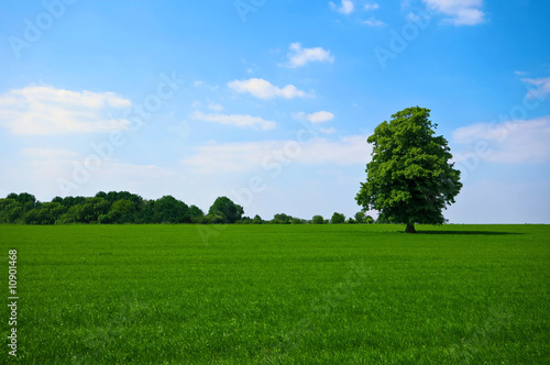 green pature with tree
