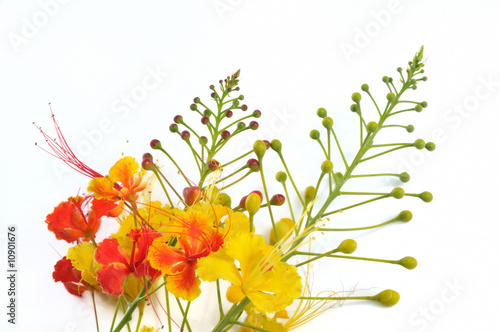 Tropical flowers isolated