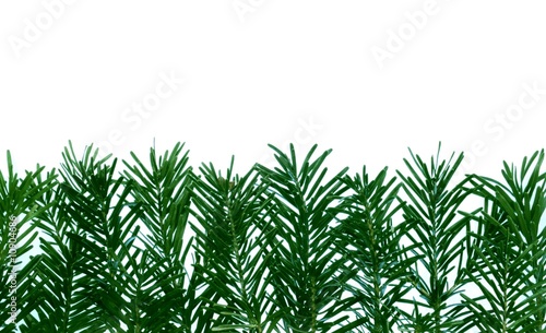 Detail of coniferous - frame