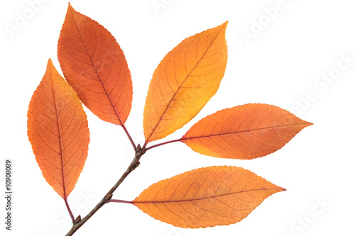 Autumn leaves on a branch isolated on white.