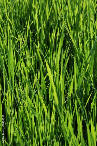 green grass