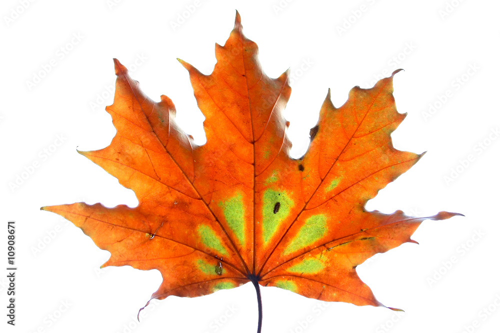 Isolated colorful fall leaf. Isolated colorful fall leaf.