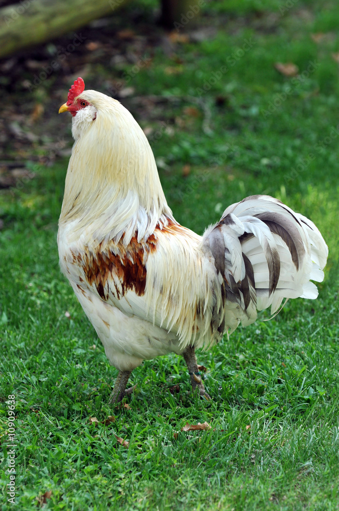 Fototapeta premium Rooster in Profile View against a green background