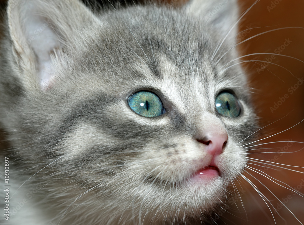 Kitten face Kitten face
