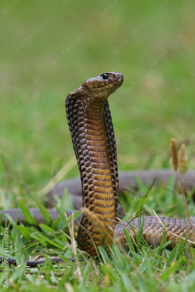 Fototapeta premium Cape Cobra Snake