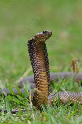 Cape Cobra Snake