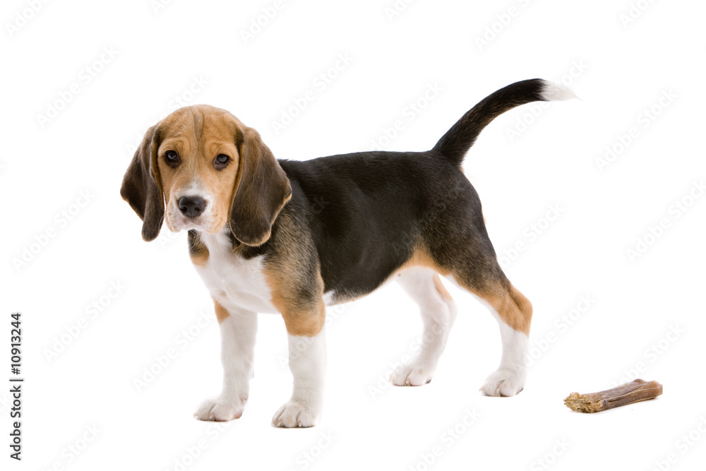 Where is my bone Where is my bone