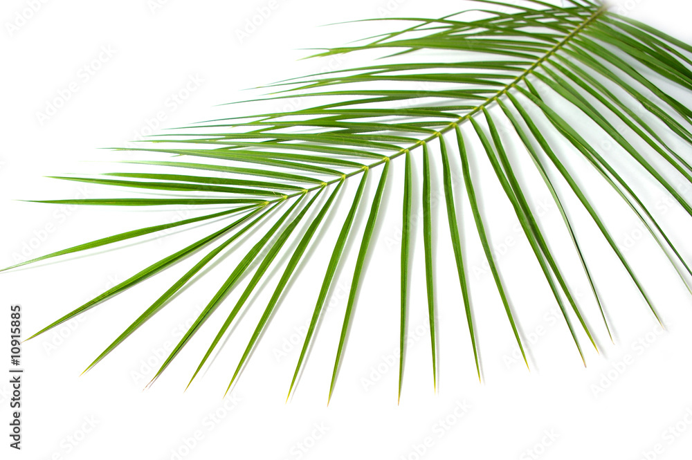 Fototapeta premium Green branch
