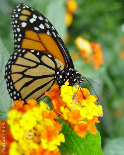 Schmetterling_mit_gelber_Bluete photo