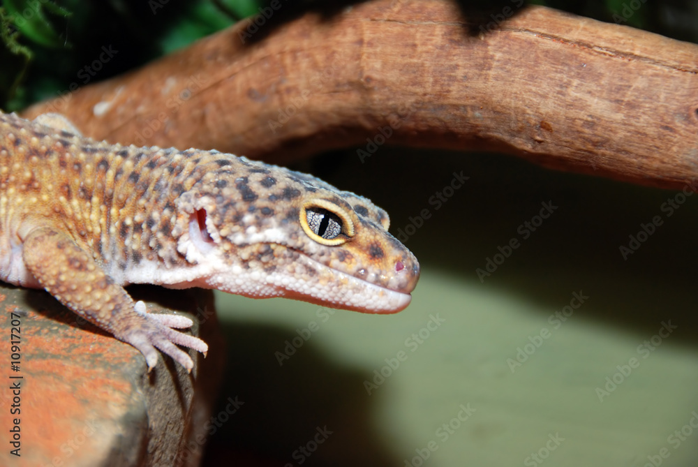 close up of a lizard close up of a lizard