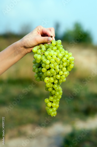 Grape in hand