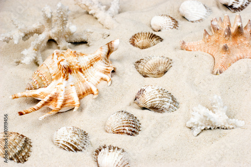 Shells on sand © Dmitry Naumov