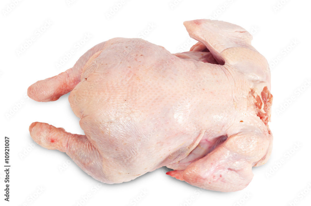 Chicken lying Chicken lying