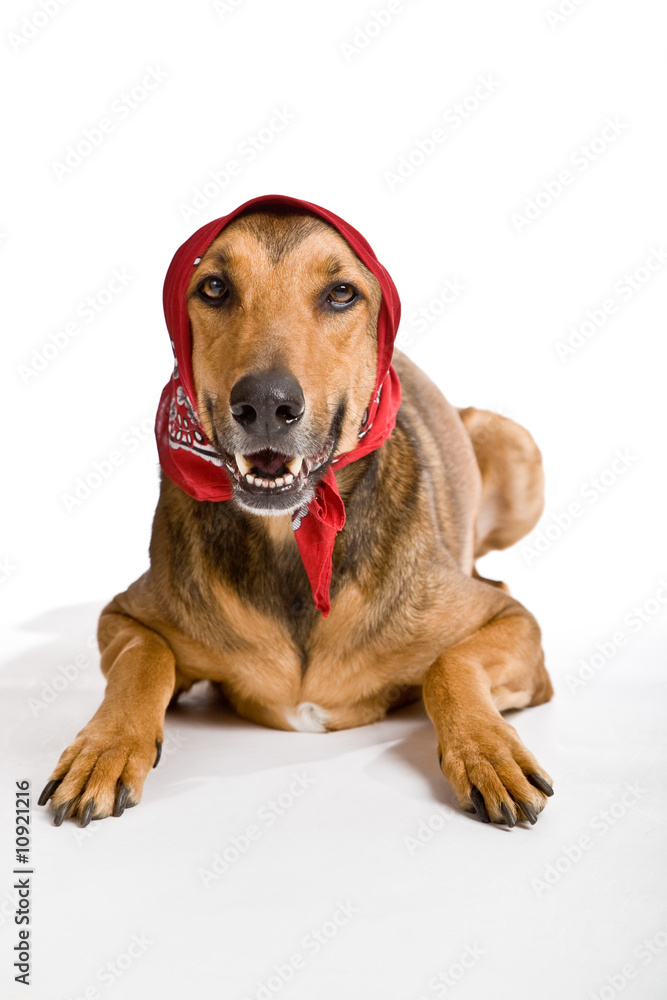 Dog as Wolf disguised as Little Red Riding Hood