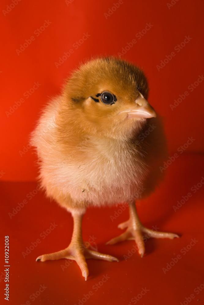Obraz premium Chicken on a red background