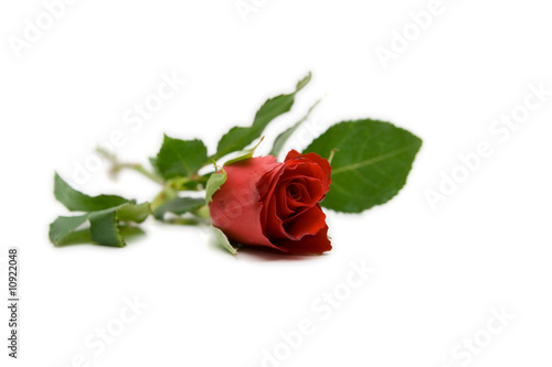 Fototapeta Naklejka Na Ścianę i Meble -  red rose isolated on white with space for text