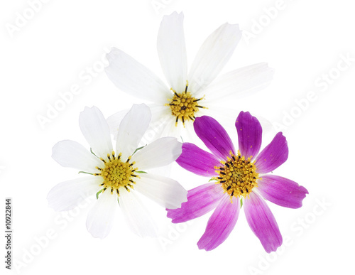 Beautiful flower isolated on white background