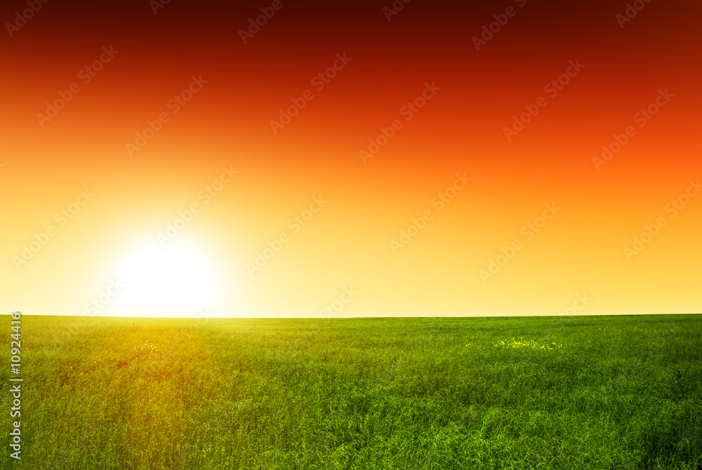 field of grass and sunset