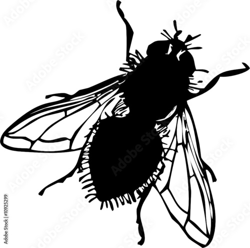fly vector silhouettes