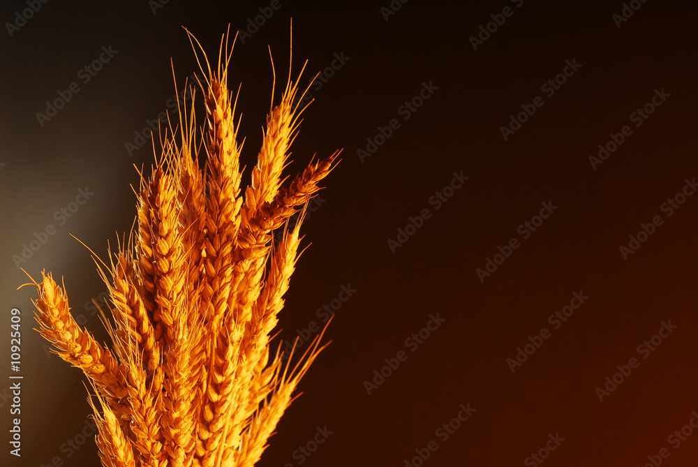 Wheat copy space Wheat copy space