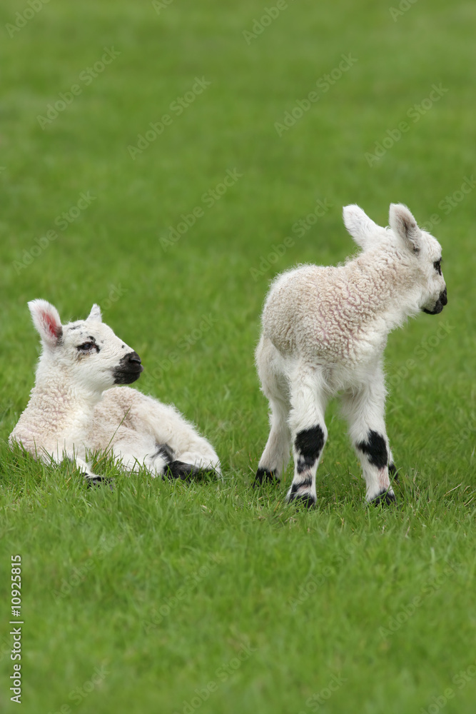 Fototapeta premium Spring Lambs