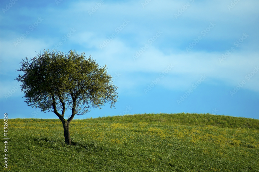 Italian fields Italian fields