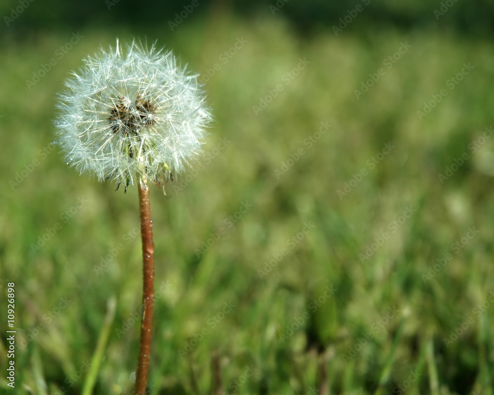 Dandelion Gone to Seed Dandelion Gone to Seed