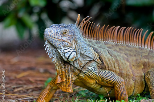 A wild iguana wandered around in a garden