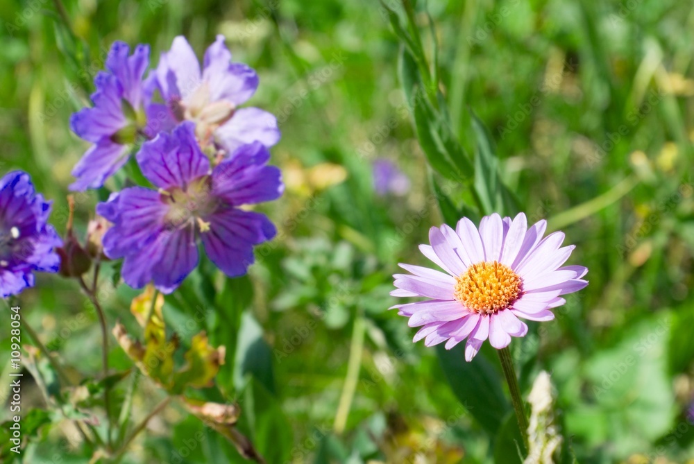 Obraz premium spring flowers