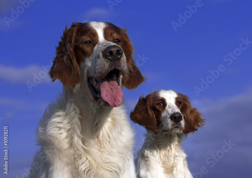 Irish red and white setter couple
