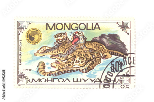 postage stamp panthera macro