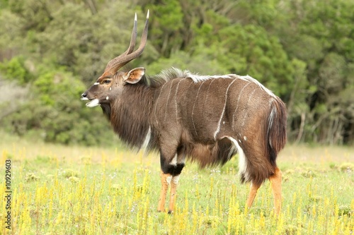 Nyala Antelope Buck photo