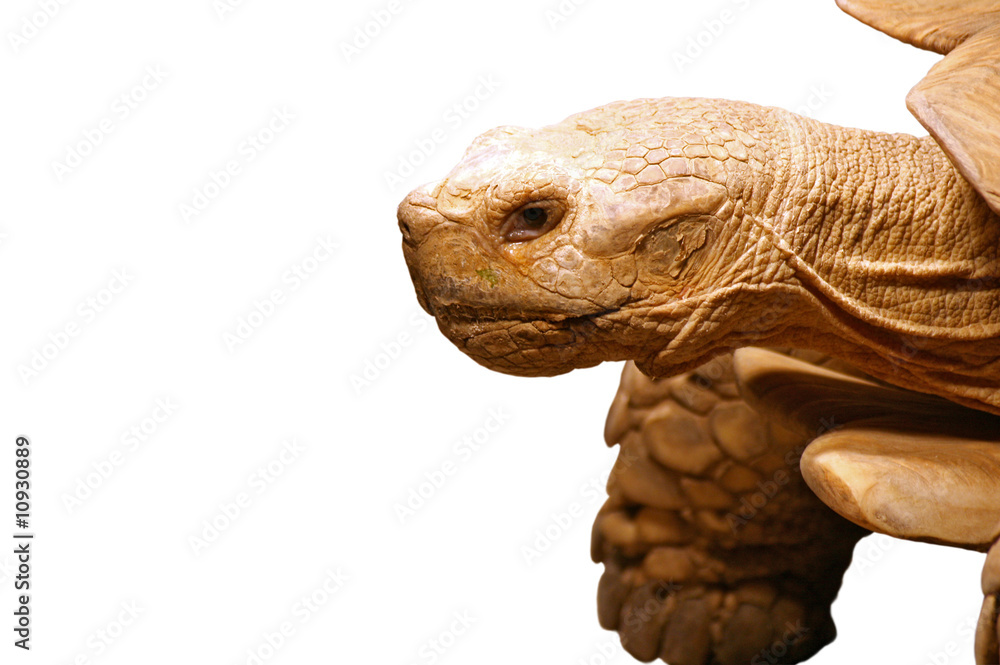 schildkröte StockFoto Adobe Stock