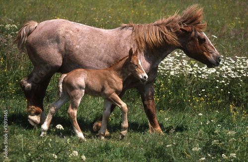 cheval de trait breton et son poulain