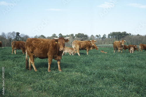 troupeau de vaches dans une pâture © CallallooAlexis