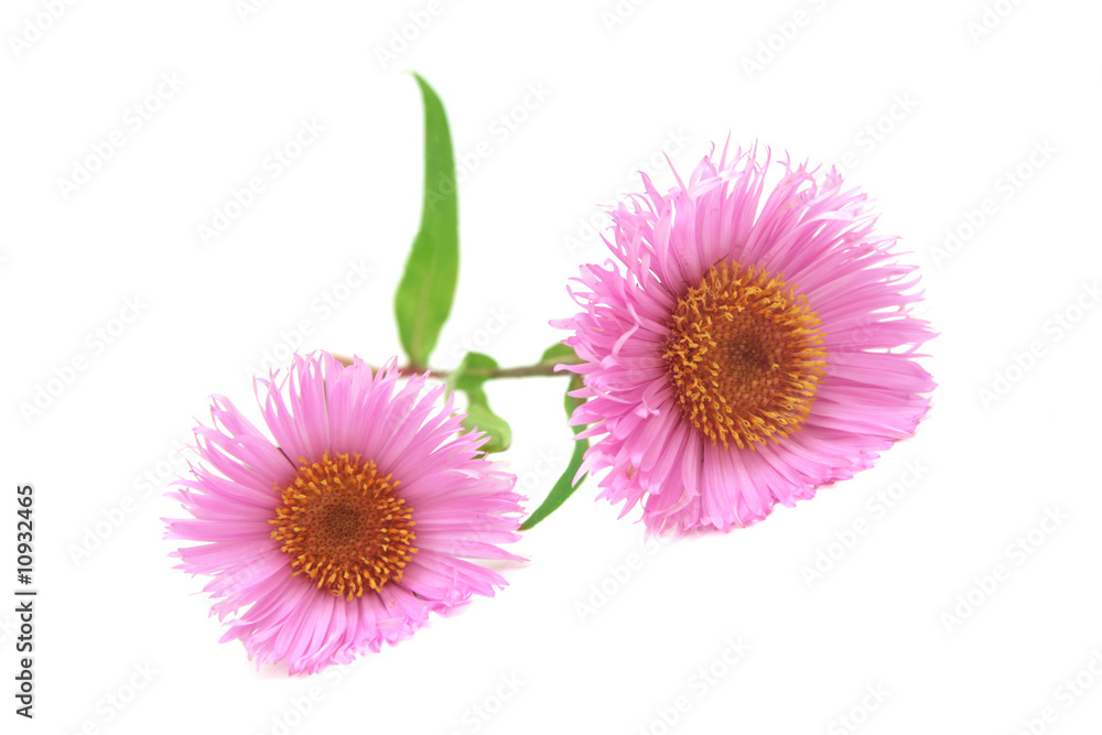 Three daisies isolated on white.