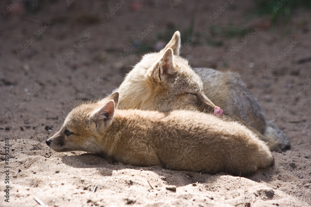 Two swift foxes resting, female and kid Two swift foxes resting, female and kid