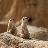 Two suricata standing alert.