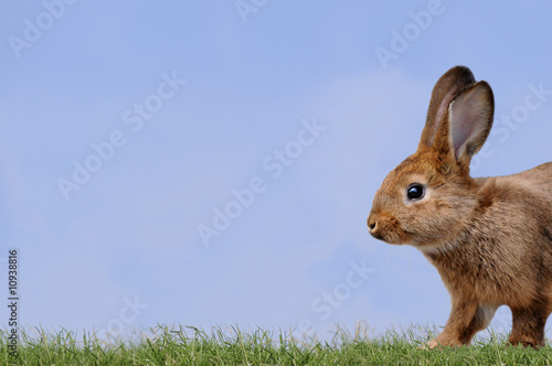 Schilderij op canvas Hase auf der Wiese