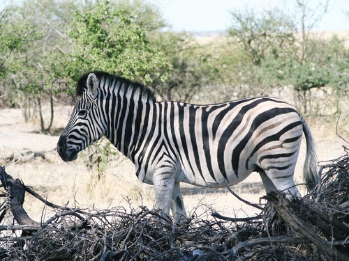 Zebra namibia