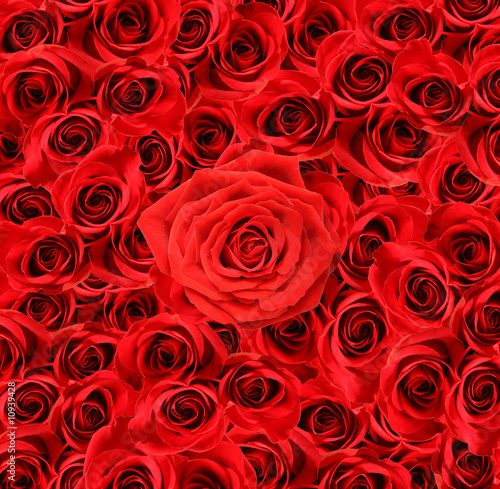 Over view of large red roses