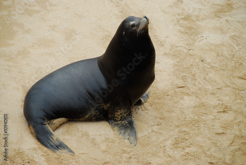 foca
