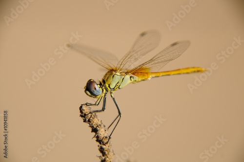 caballito del diablo